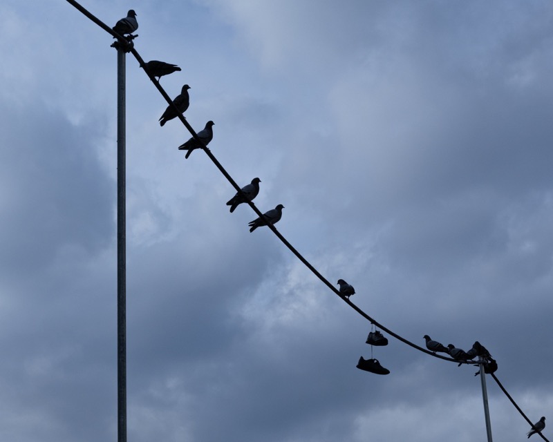 Pigeons perch on a cable above hanging shoes against a stormy sky.