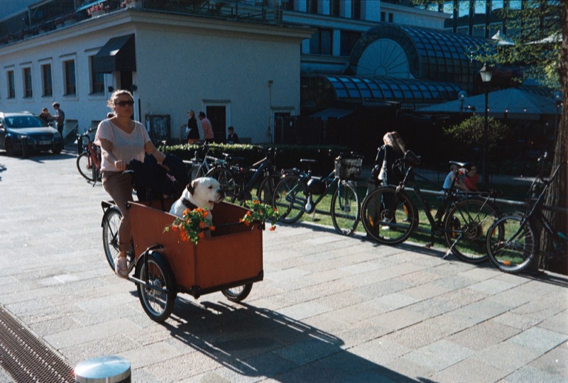 Woman rides a cargo bike with a white dog sitting in the front box.