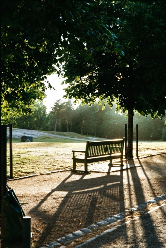 Empty park bench casts long shadows under trees in early morning light.