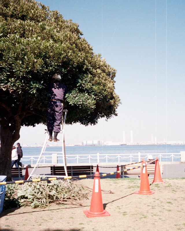 Worker trims a dense tree from a ladder beside the sea, marked by cones.
