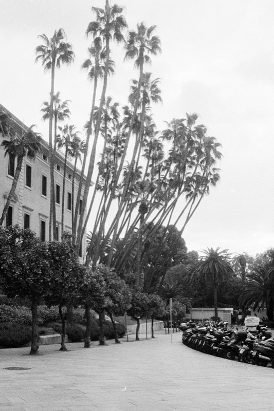Tall palm trees line a plaza beside a grand building and parked scooters.
